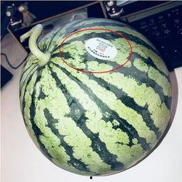 网红的瓜在哪吃,探寻“瓜在哪吃”的独特风味之旅  第2张